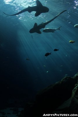 Georgia Aquarium's Ocean Voyager