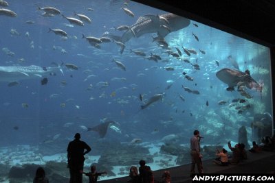 Georgia Aquarium's Ocean Voyager