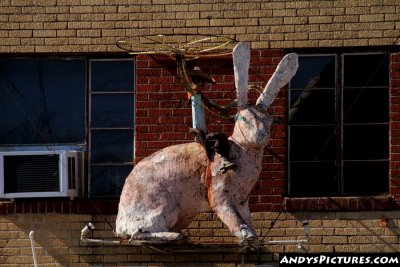 Big Bunny Austin, Texas