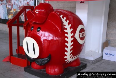 Cincinnati Reds Pig
