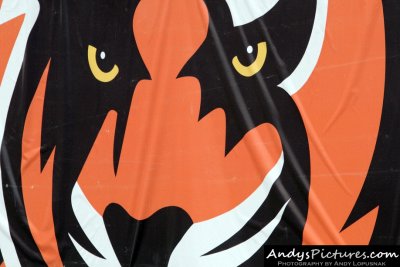 Cincinnati Bengals 