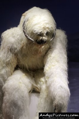 Wampa