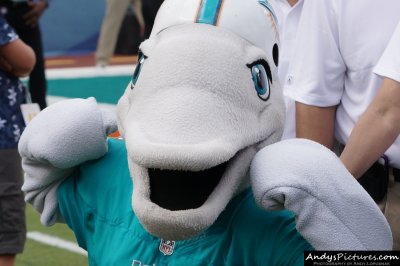 Miami Dolphins mascot TD
