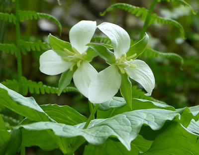 Nodding White Trillium