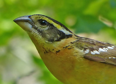 Black-headed Grosbeak