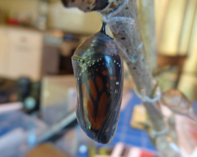 Monarch butterfly chrysalis
