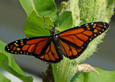 Monarchs in Our Kitchen
