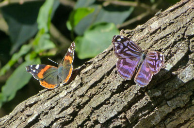 Mexican Bluewing with Red Admiral