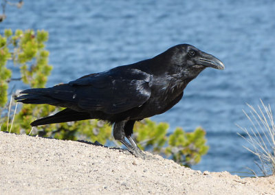 Common Raven