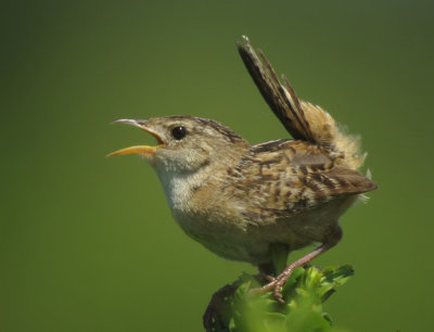 Sedge Wren