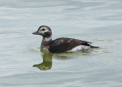 Long-tailed Duck