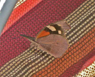 American Snout