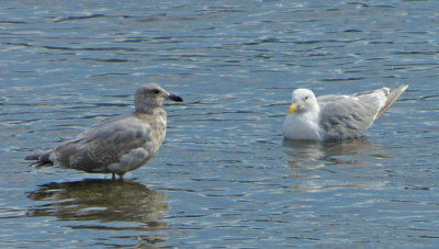 Glaucous-winged Gulls