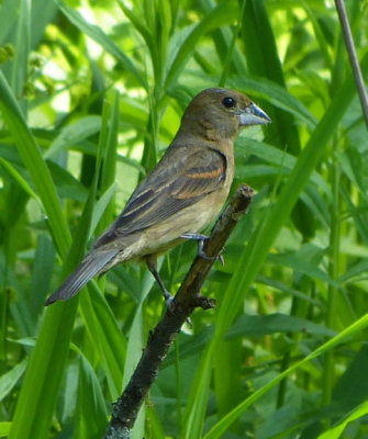 Blue Grosbeak