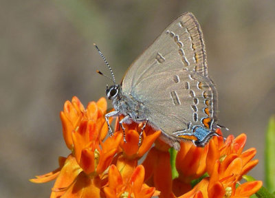 Edward's Hairstreak