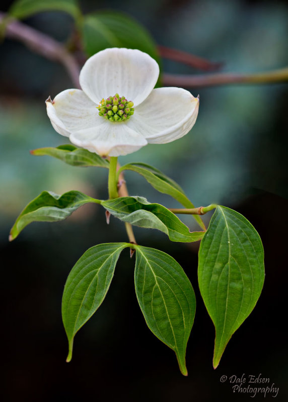 White Dogwood