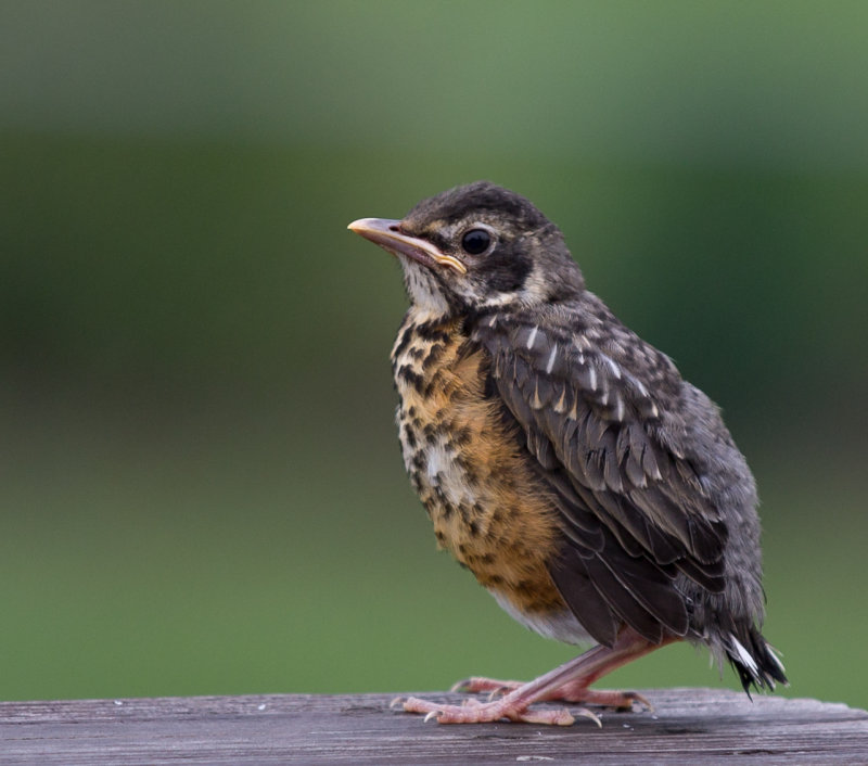Robin chick