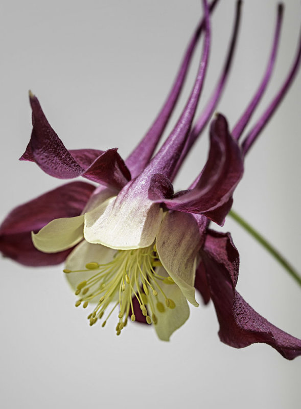 E - Columbine Delight