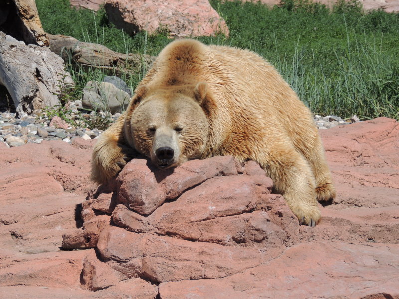 S Dakota Bear