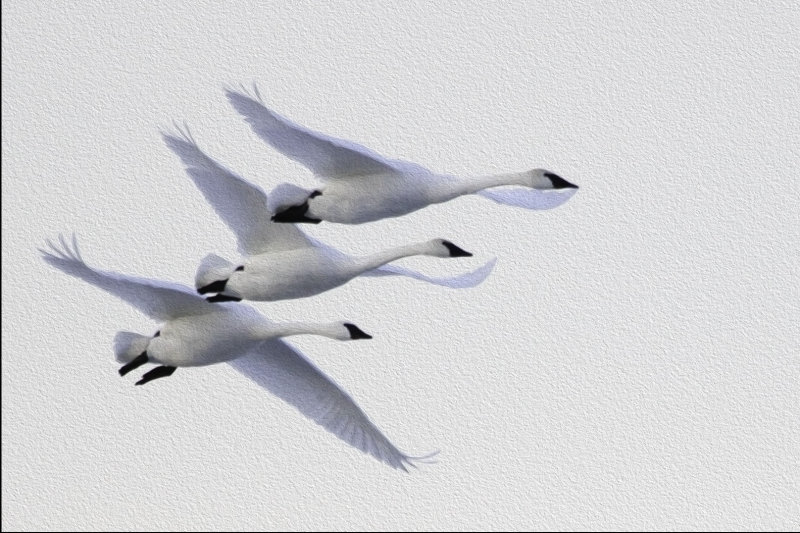 Trumpeter Trio in Flight