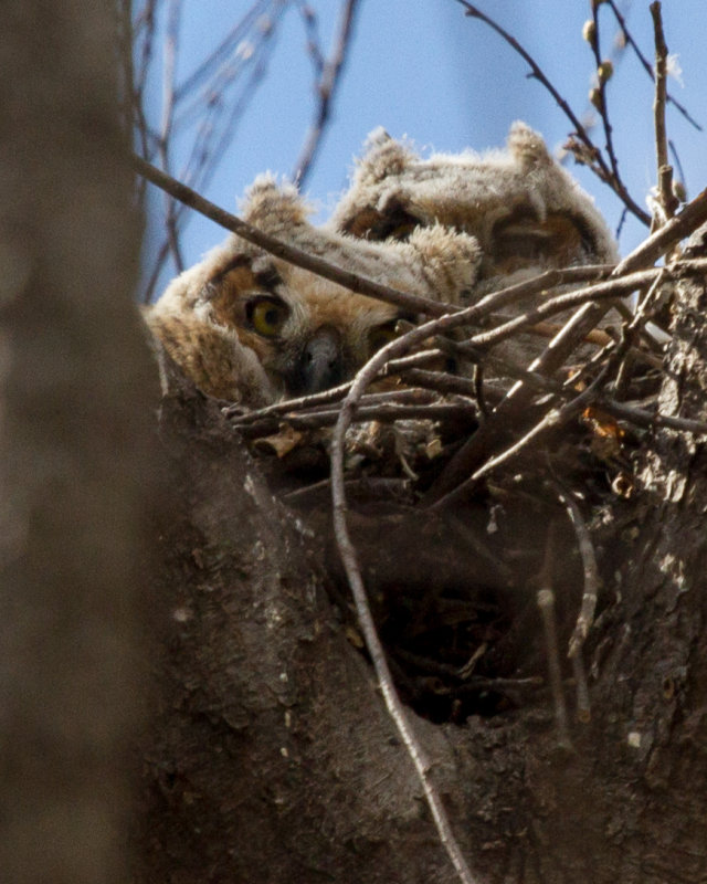 Owlets