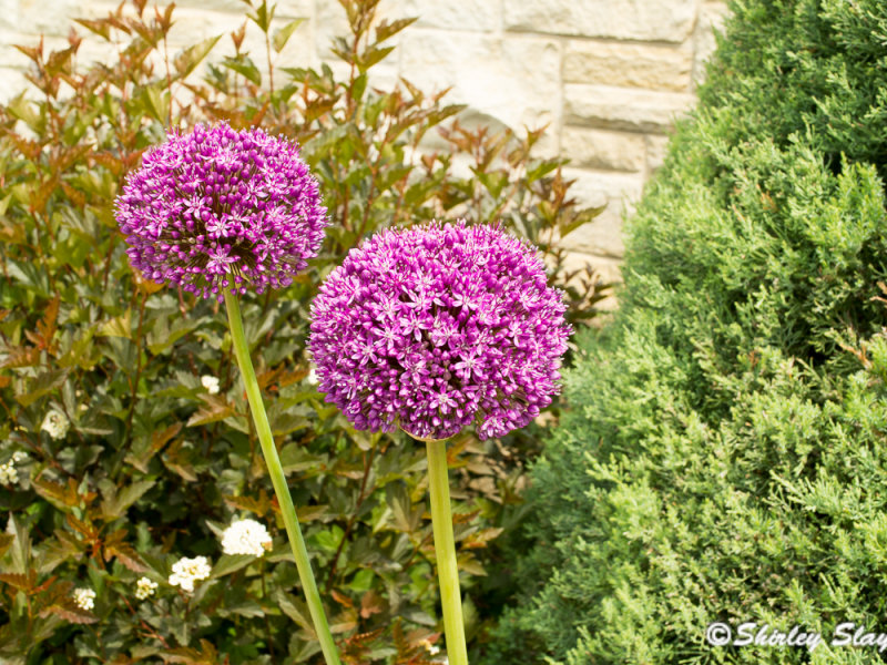 Kauffman Gardens - S. Slayton