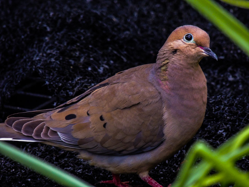 Garden Visitor - D. Slayton
