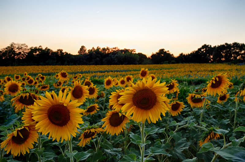 Sunflower3-Terri Morris