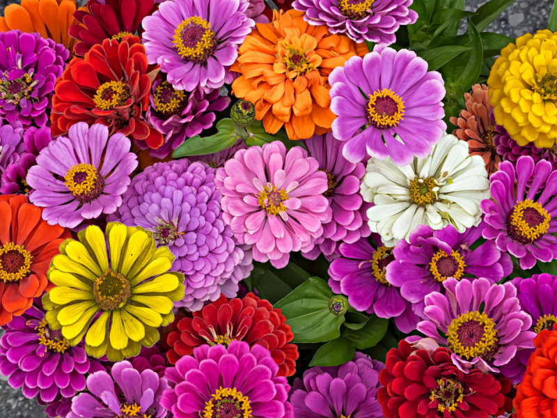 Bucket Full of Color - Dale E.