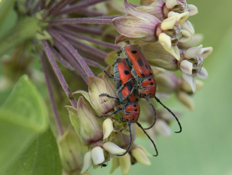 Milkweed Beetles