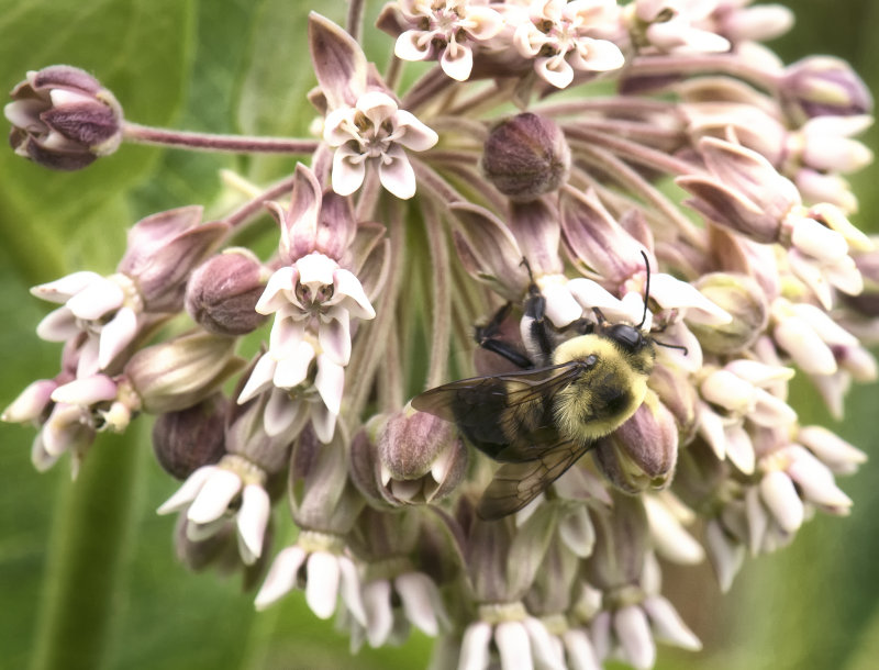 False Bumblebee