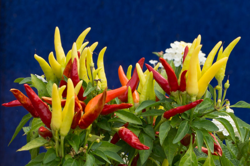 G - Peppers on Blue