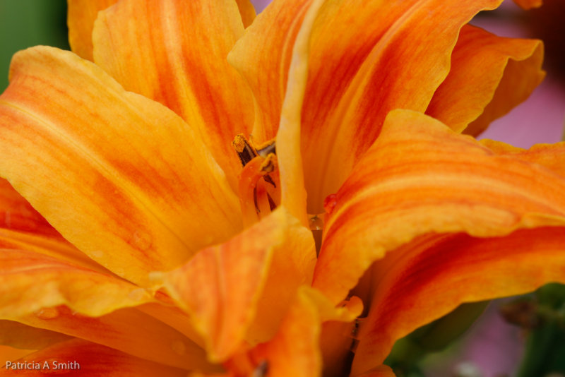 New Lily