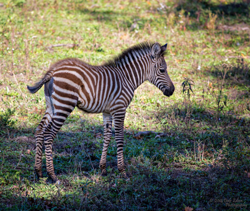 The Newest Little Zebra - Dale E.