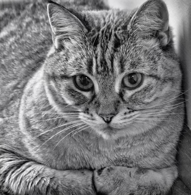 Warm Cat