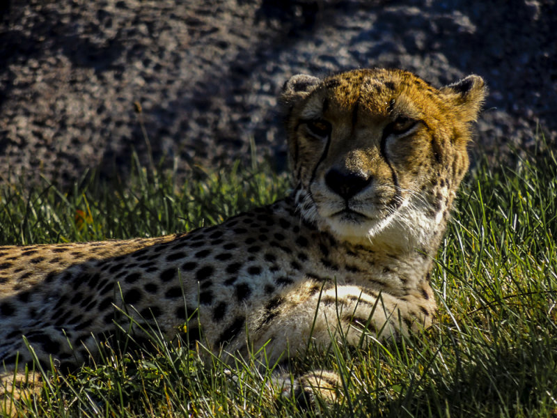 Sun Feels Good - Daniel S.