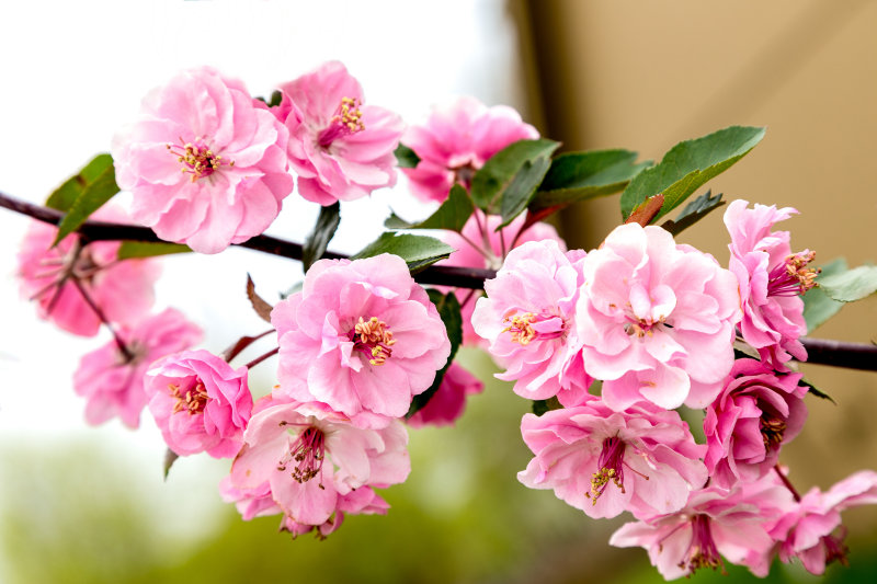 Spring is Blooming (A)