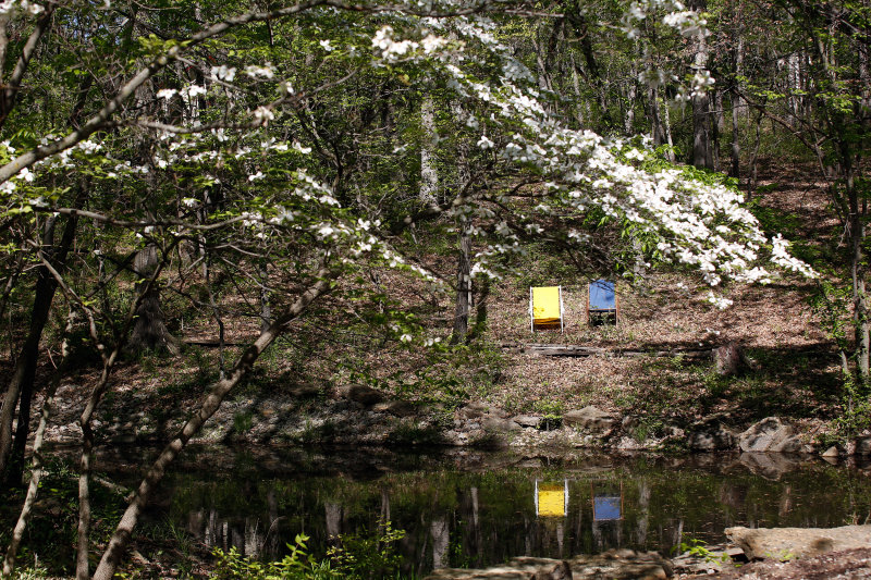 dogwood-in-bloom (D)