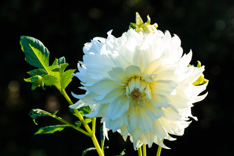 Overland Park Arboretum - Cecil Morris