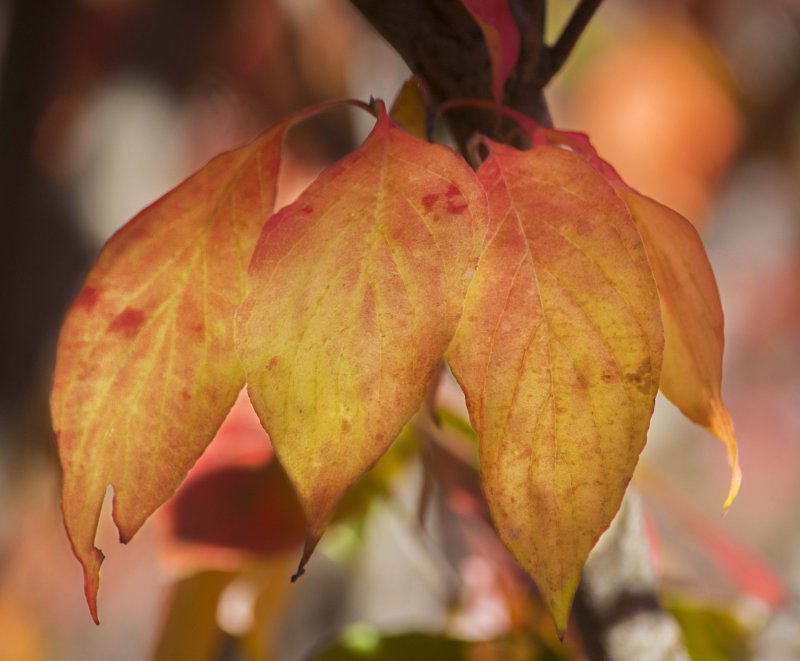 Autumn Leaves