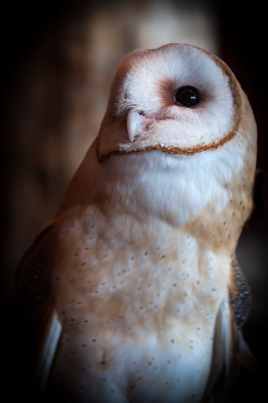 Owl You Doing?