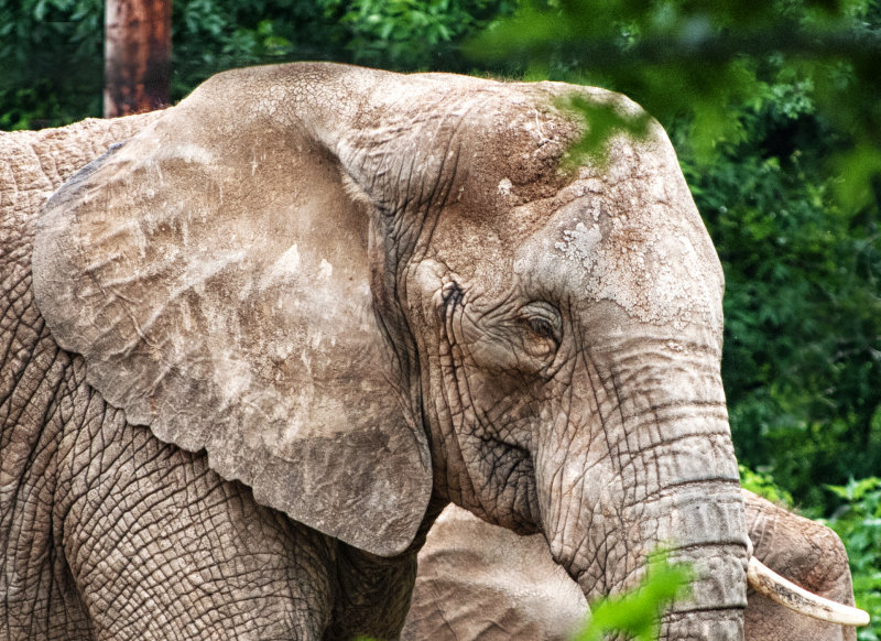Elephant