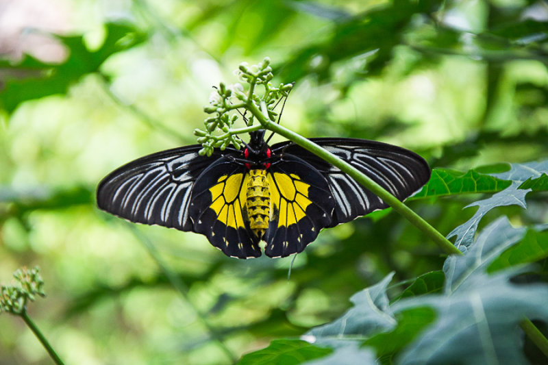 Birdwing--Pete D.