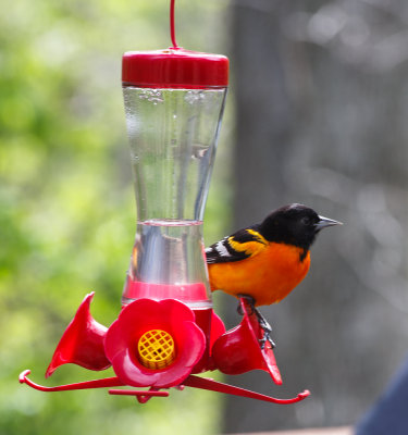 Texas Hummingbird