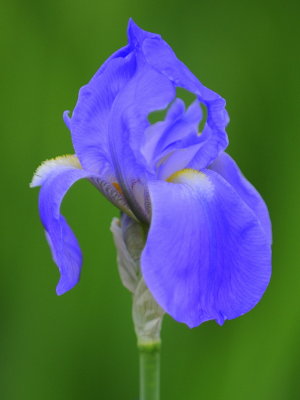 Purple Iris  