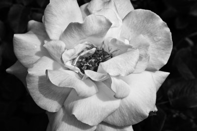Rose in Bloom - Terri Morris
