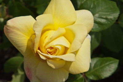 Yellow Rose Bloom - Terri Morris