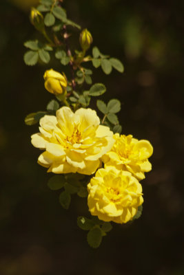 Trio of Yellow Roses - Terri Morris