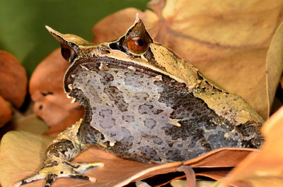 Brown-eyed beauty