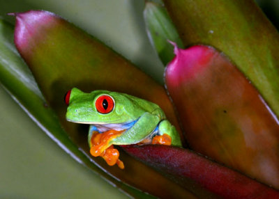 red eyed frog